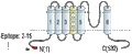 Anti-Mouse KV1.7 (KCNA7) Antibody