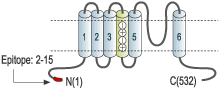 Anti-Mouse KV1.7 (KCNA7) Antibody