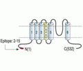 Mouse Kv1.7/KCNA7 Blocking Peptide