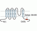KCNN4/KCa3.1 Blocking Peptide