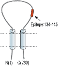 Anti-sloβ3 (KCNMB3) (extracellular) Antibody