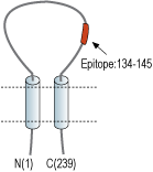 Anti-sloβ3 (KCNMB3) (extracellular) Antibody