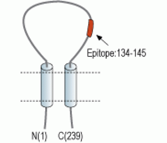 sloβ3/KCNMB3 (extracellular) Blocking Peptide