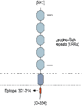 Anti-LRRC26 Antibody