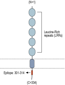 Anti-LRRC26 Antibody