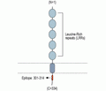 LRRC26 Blocking Peptide