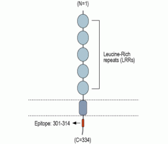 LRRC26 Blocking Peptide