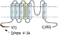 Anti-CNGA1 Antibody