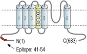 Anti-CNGA1 Antibody