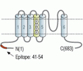 CNGA1 Blocking Peptide