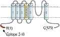 Anti-CNGA4 Antibody