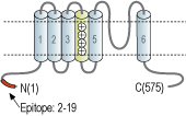 Anti-CNGA4 Antibody