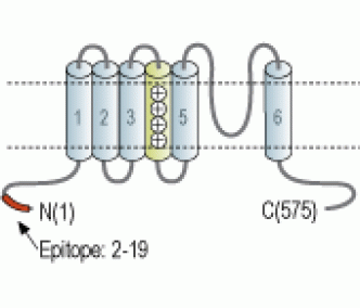 CNGA4 Blocking Peptide
