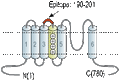 Anti-HCN3 (extracellular) Antibody