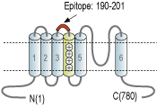 Anti-HCN3 (extracellular) Antibody