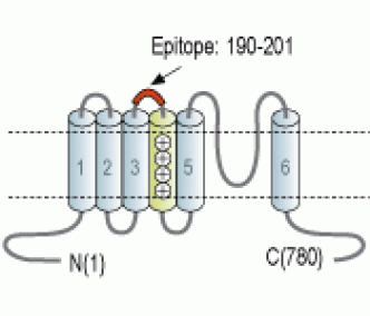 HCN3 (extracellular) Blocking Peptide