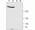 Piezo1 Blocking Peptide