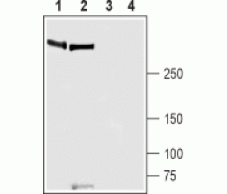 Piezo1 Blocking Peptide