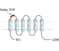 TMEM150C/Tentonin 3 (extracellular) Blocking Peptide