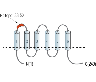 TMEM150C/Tentonin 3 (extracellular) Blocking Peptide
