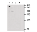 Piezo2 Blocking Peptide