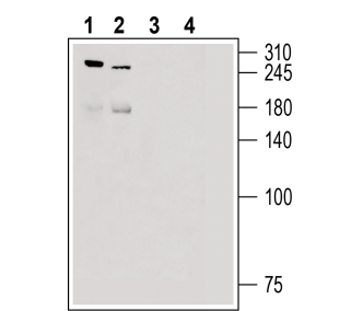 Piezo2 Blocking Peptide