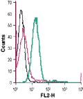 Anti-KV1.3 (KCNA3) (extracellular)-PE Antibody
