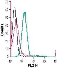Anti-KV1.3 (KCNA3) (extracellular)-PE Antibody