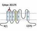 Kv1.3/KCNA3 (extracellular) Blocking Peptide