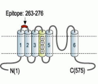 Kv1.3/KCNA3 (extracellular) Blocking Peptide