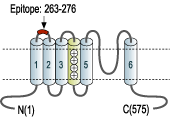 Anti-KV1.3 (KCNA3) (extracellular) Antibody