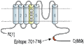 Anti-KCNC3 (KV3.3) Antibody