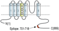 Anti-KCNC3 (KV3.3) Antibody