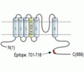 KCNC3/Kv3.3 Blocking Peptide