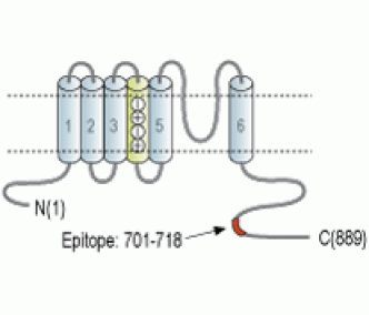 KCNC3/Kv3.3 Blocking Peptide