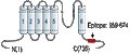 Anti-KCNN3 (KCa2.3, SK3) (C-term) Antibody