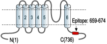 Anti-KCNN3 (KCa2.3, SK3) (C-term) Antibody
