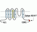KCNH1/EAG-1 Blocking Peptide