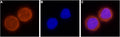 Anti-KCNH1 (EAG-1) Antibody