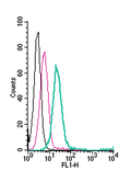 Anti-KV1.5 (KCNA5) (extracellular)-FITC Antibody