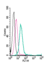 Anti-KV1.5 (KCNA5) (extracellular)-FITC Antibody