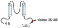Anti-Kir6.1 (KCNJ8) Antibody