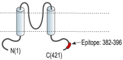 Anti-Kir6.1 (KCNJ8) Antibody