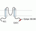 Kir6.1/KCNJ8 Blocking Peptide
