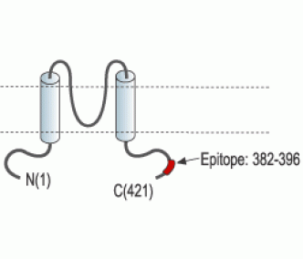 Kir6.1/KCNJ8 Blocking Peptide