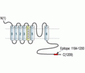 KCNMA1/KCa1.1 (1184-1200) Blocking Peptide