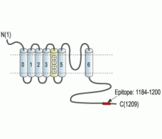 KCNMA1/KCa1.1 (1184-1200) Blocking Peptide