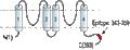 Anti-KCNK4 (TRAAK) Antibody