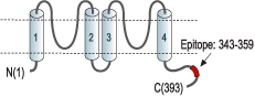 Anti-KCNK4 (TRAAK) Antibody