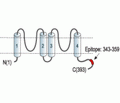 KCNK4/TRAAK Blocking Peptide
